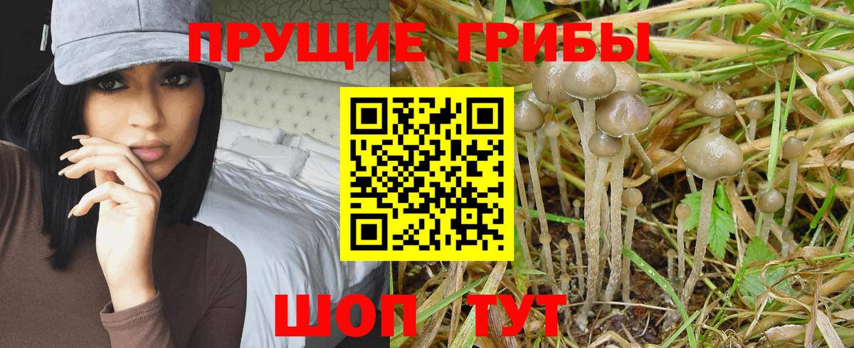 Галлюциногенные грибы MAGIC MUSHROOMS  Вход с VPN  Минеральные Воды 